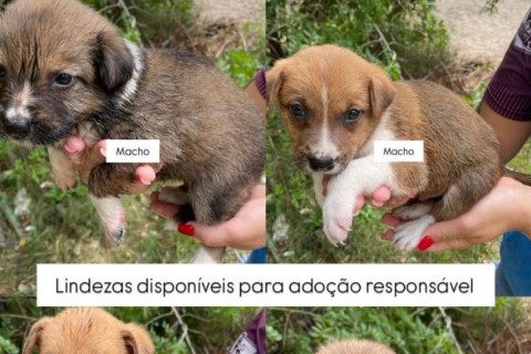 URGENTE: 6 VIDAS À PROCURA DE UM LAR SEGURO!