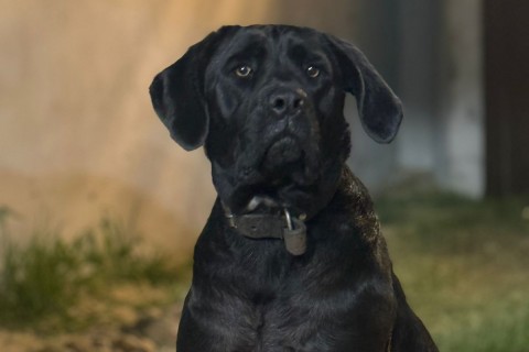 FAMILIA PEDE AJUDA PARA ENCONTRAR CACHORRA DESAPARECIDA NA VILA DOS PESCADORES