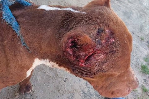 Ação conjunta entre SMMA, Guarda Municipal e Brigada Militar resgata Pitbull vítima de maus-tratos