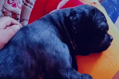 ATENÇÃO: CACHORRINHO DESAPARECIDO APÓS QUEIMAS DE FOGOS MOBILIZA FAMÍLIA E COMUNIDADE