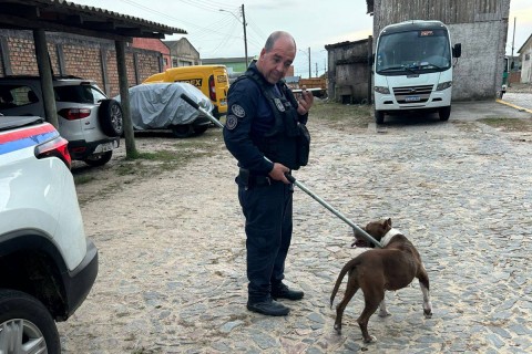 Pitbull solto causa pânico e é capturado pela Guarda Municipal de São José do Norte