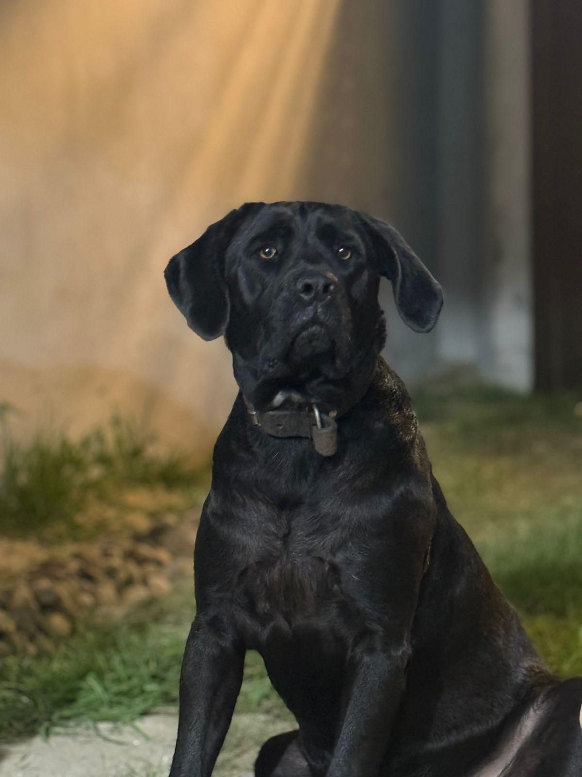 FAMÍLIA PEDE AJUDA PARA ENCONTRAR CACHORRA DESAPARECIDA NA VILA DOS PESCADORES